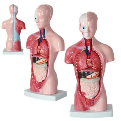 China Male And Female Torso Abdomen 4d Vision Teaching Medical Liver Skin Anatomy Model for sale