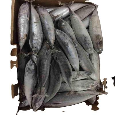 China natural big size seafood fish 200-250g frozen pacific mackerel raw material block in stock Te koop