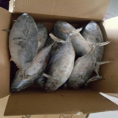 China seafood 200-250g pacific fresh ship frozen mackerel raw material block in stock for sale