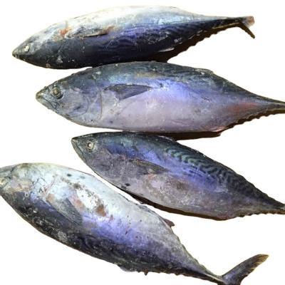 China The Ship Frozen Bonito 	Frozen Tuna Fish Skipjack Tuna OEM 750-1000g FROZEN for sale