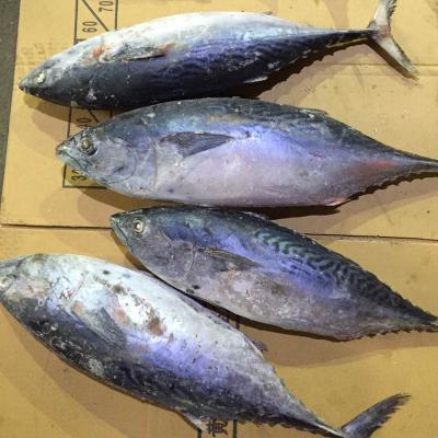 China The Ship Frozen Bonito Frozen Tuna Fish OEM  750-1000g Body Part 3 Years Shelf Life à venda