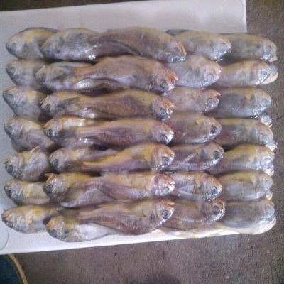 China BQF small yellow croaker Larimichthys polyactis  OEM 13-14 BQF Freezing Process HACCP Te koop