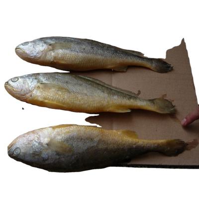 China Ship Frozen Small Yellow Croaker Fish For Sale OEM 10kg/box FROZEN Style zu verkaufen