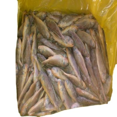 China seafood 300-400g frozen export small yellow croaker farming raw material block in stock for sale