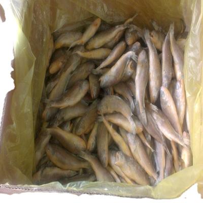 China wholesale 300-400g 300-500g frozen small yellow croaker raw material block in stock for sale