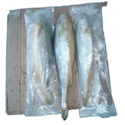 China high quality ship 300-500g frozen small yellow croaker raw material block in stock for sale