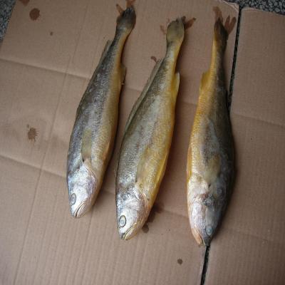 China nutritious export frozen farming small yellow croaker raw material block in stock for sale