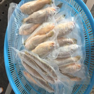 China manufacturer hot sale low fat 300-500g frozen small yellow croaker raw material block in stock for sale