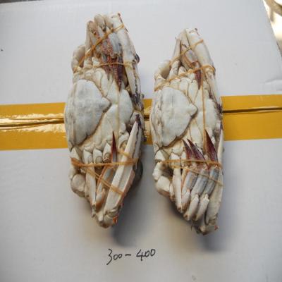 China good price big size Frozen Crab export blue swimmer frozen ghost crab raw material block in stock for sale