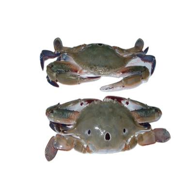 China seafood cut frozen ghost crab fat Frozen Crab raw material block in stock for sale