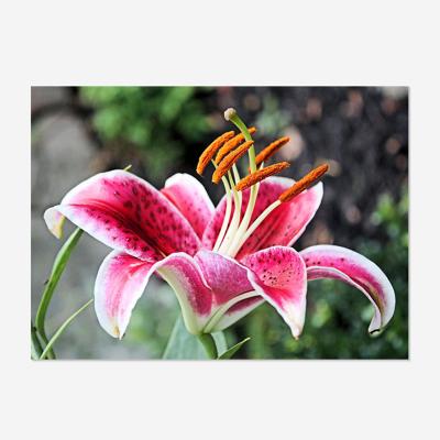 China Wholesale Environmentally Friendly Home Decor Lily Flower Plant Picture Mural Square/Round Gifts 5D Diamond Painting Christmas DIY for sale