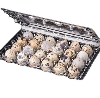 China Agriculture Packs 24 Quail Egg Tray 24 Holes Plastic Plastic Clear Quail Egg Cartons Factory Price Quail Egg Cartons for sale