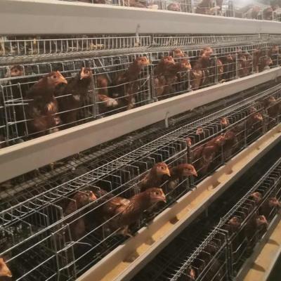 China Easily clean fancy chicken top cages for poultry farm for sale