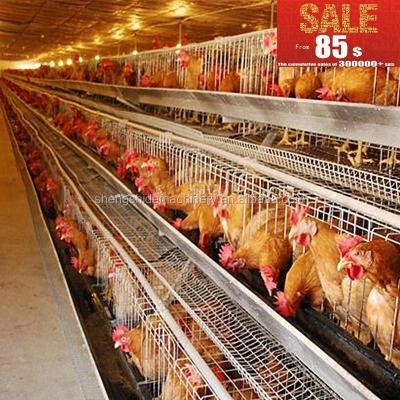 China Easily clean automatic cages of poultry farm equipment for layers for sale