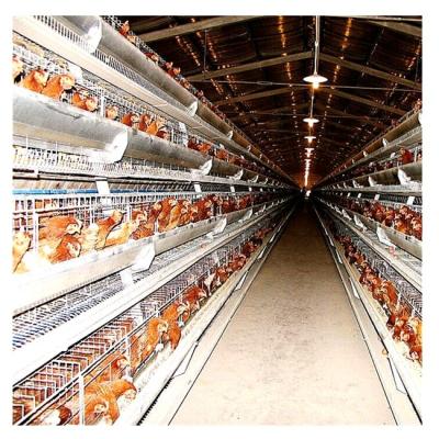 China Good Quality Automatic Chicken Broiler Cage SSD Design H Type Easily Clean System for sale