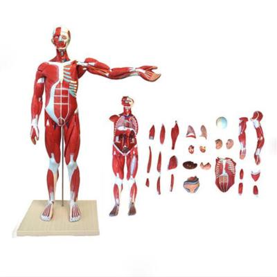 China Model Whole Human Muscles Teaching Body 25 Part Models With Main Vessels And Nerves for sale