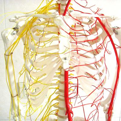 China Wholesale Teaching Models 170cm Human Skeleton Human Teaching Models With PVC Main Nerves for sale