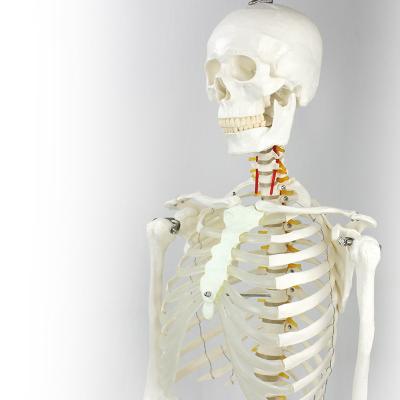 China Human Teaching Skeleton Medical Teaching Skeleton Medical Bilological Models Bones Color 170cm PVC Human Skeleton for sale