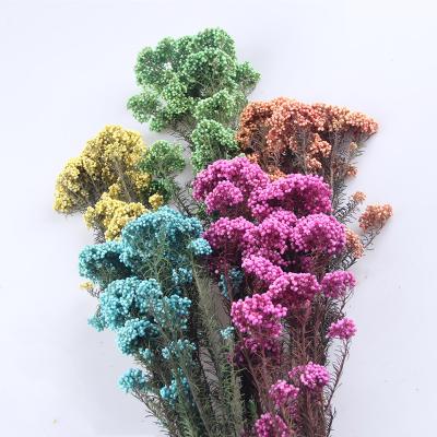 China Wholesale Dry Flower China Millet Flower Rice Preserved Flower For Dried Flower Decoration for sale