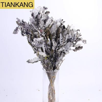 China Dried Jacobaea maritima for decoration and Dried Natural Dried Leaf Bouquet Flowers Gypsophila for sale