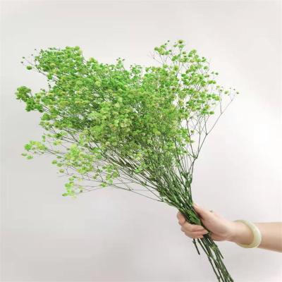 China Best Popular Natural Preserved Decor Flower Babysbreath Decoration Flower Dried Exquisite Preserved Gypsophila Paniculata Gypsophila for sale