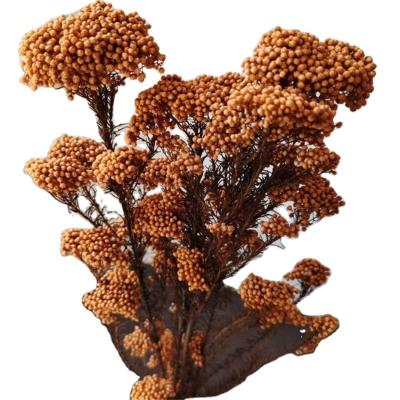 China Stable decorations and durable dried mi eternal flower for wedding party millet dried flower for sale