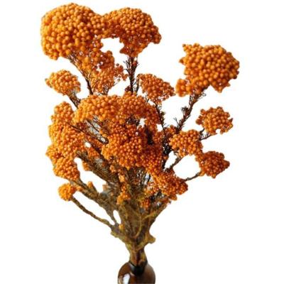 China Decorations Styles MI Flower Millet Various Dried Flower Natural Fresh Preserved Flowers for sale