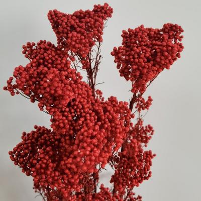 China Decorations wholesale dry colorful flowers rice flower millet flower for wedding party for sale