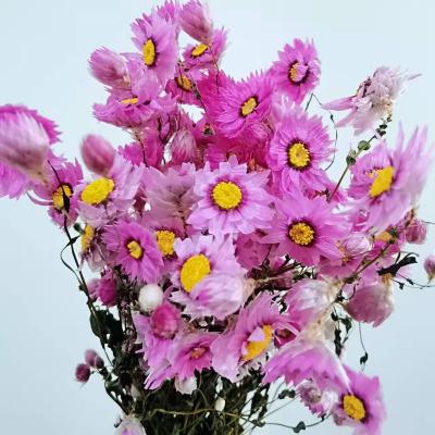 China Best Quality Natural Dried Rhodanthe Flowers 2022 New Hot Arrival Decorative For DIY Flower for sale