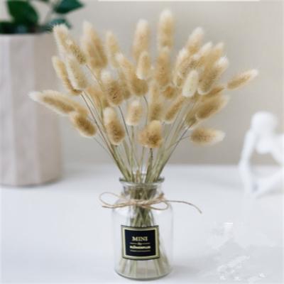 China 2022 Wholesale Dried Flower Dried Bunny Tails Dried Flowers Original Color Natural Rabbit Tails Grass For Home Decoration for sale