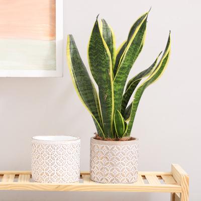 China Hot Selling Wholesale Minimalist Cement Planter Pots Garden Flower Pot With Embossed Indoor And Outdoor Decoration for sale