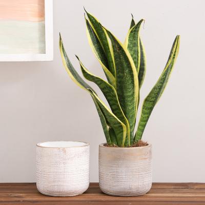 China New Design Minimalist Nordic Modern Cement Planter Pots Succulent Flower Pots and Planters with Texture Design for Home Decoration for sale