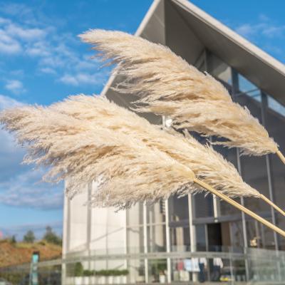 China Natural Dry Large Fluffy Decoration Wedding Wholesale Reed Large Pampas Grass For Festival Deoration Plant Home Decor Large for sale