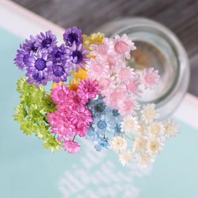 China Festival Deoration Daisy Decorative Dried Flowers 50 stems brazilian star of natural dry flowers small to wedding decoration for sale