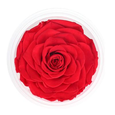 China Rose Wholesale 9-10cm Natural Fresh High Quality Large Preserved Roses Rose Heads Preserved Flowers For Box for sale