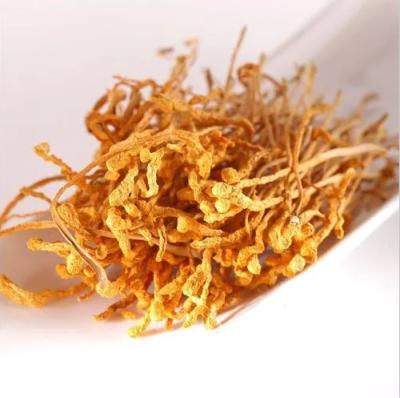 China Dried Cordyceps Dried Militaris Manufacture Mushrooms supplydry natural free samples for sale