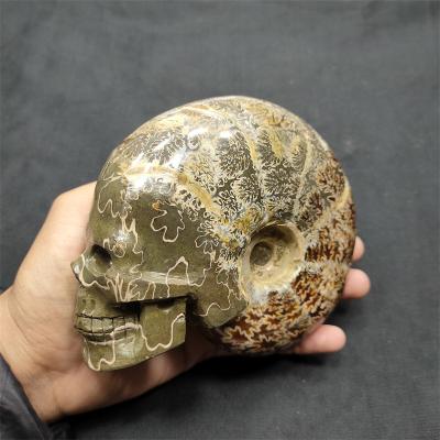 China Europe Hot Sale Natural Nautilus Conch Fossil Nat Geo Crystal Skulls Ammonite Fossil Fossil for sale