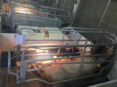 China Hot Dip Galvanized Piglet Nursery Swine Farrowing Crates 2.4*1.8M for sale