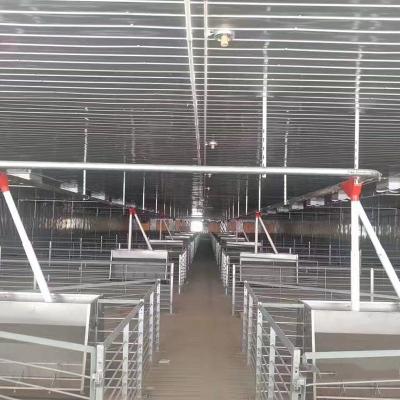 China Modern Galvanized Sow Gestation Stalls 1m Height With Concrete Slat Flooring for sale