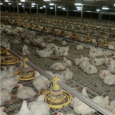 China 380V 220V Chicken Farm Equipment 45cm Pipe Broiler Chicken Feeders Drinkers for sale