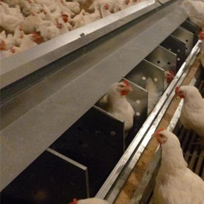 China Separated Hole Poultry Egg Collection System 2.44m Length For Breeder Farm for sale