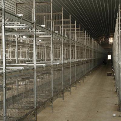 China 6 8 Tiers Pullet Layer Chicken Cage 17000 Eggs /H Collection Poultry Battery Cages for sale