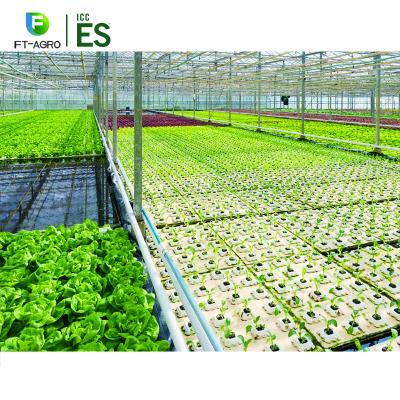 China Luxury Agricultural Use Multi Span Plastic Sheet Greenhouse With Intelligent Control System Irrigation System for sale