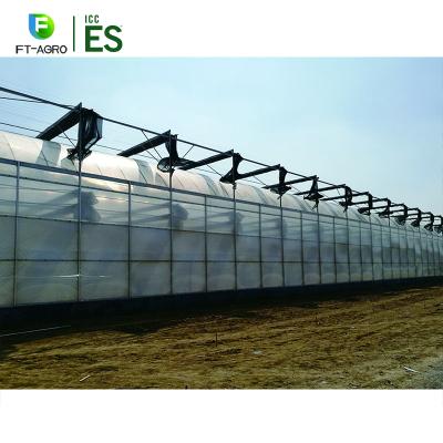 China Vegetable Fruits Flowers Customized Plastic Multi Span Greenhouse Factory Price for sale