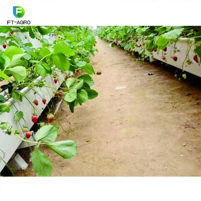 China High Quality Multi Span PO Flower Film Agriculture Hydroponic Greenhouse For Strawberry for sale