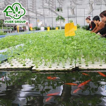 China Easily Assembled Low Cost Easy Install Polycarbonate Sheet Greenhouse For Aquaponics Planting for sale