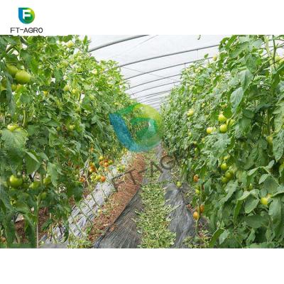 China Low Investment 500 Square Meter Tunnel Greenhouse PO Flower Film For Tomato for sale