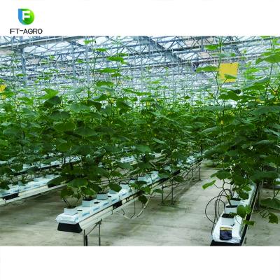 China Easy Assembled Tomato Planting Hydroponic Growing Easy Assembled Gutter System High Production for sale