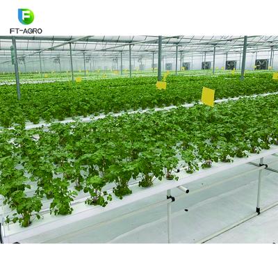 China Other Modern Technology Agricultural Greenhouse Agricultural Hydroponic System For Vegetables for sale