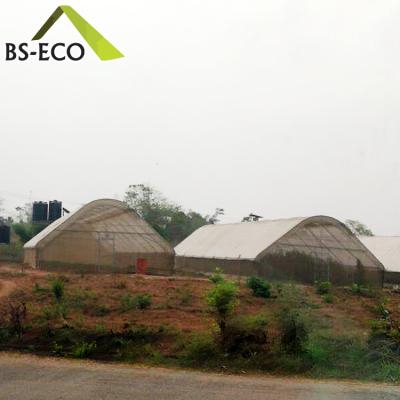 China Economic Large Size Flower PO Film Greenhouse For Tropical Area for sale